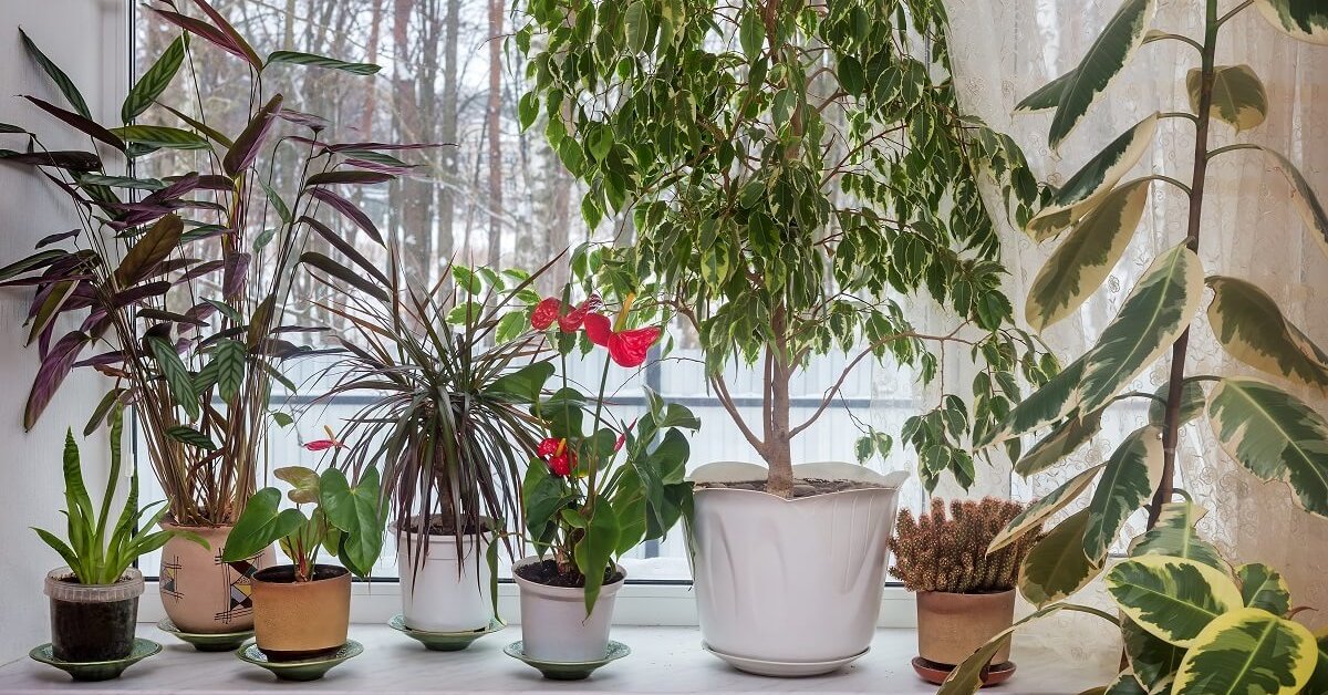 Домашние растения: как сделать зимний сад.